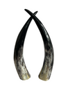 Ethically-sourced decorative cattle horn pair