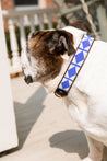 Large Kenyan Beaded Dog Collar