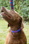 Medium Kenyan Beaded Dog Collar