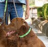 Medium Kenyan Beaded Dog Collar