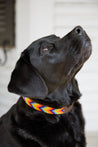 Medium Kenyan Beaded Dog Collar