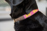 Medium Kenyan Beaded Dog Collar