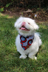 Naguru Small Dog Bandana