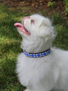 Small Kenyan Beaded Dog Collar