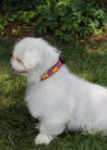 Small Kenyan Beaded Dog Collar