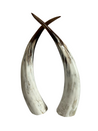 Ethically-sourced decorative cattle horn pair