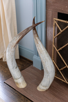 Large, ethically sourced cattle horn
